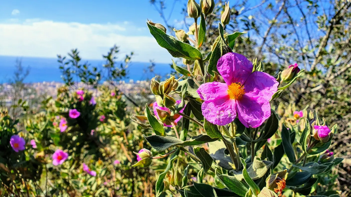 Ambient assolellat de primavera
