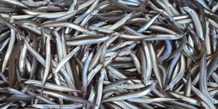 L’aturada de la pesca del sonso s’amplia fins a l’abril