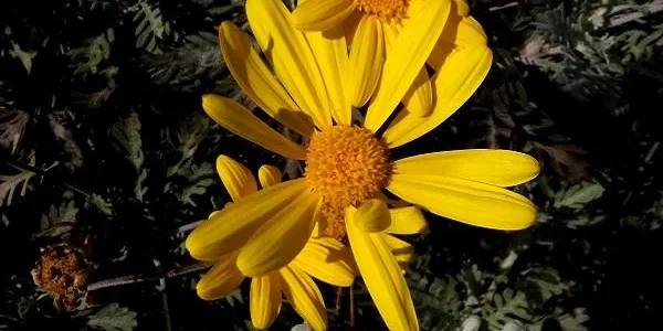 El Baix Gaià viu l’inici de la primavera amb temperatures suaus
