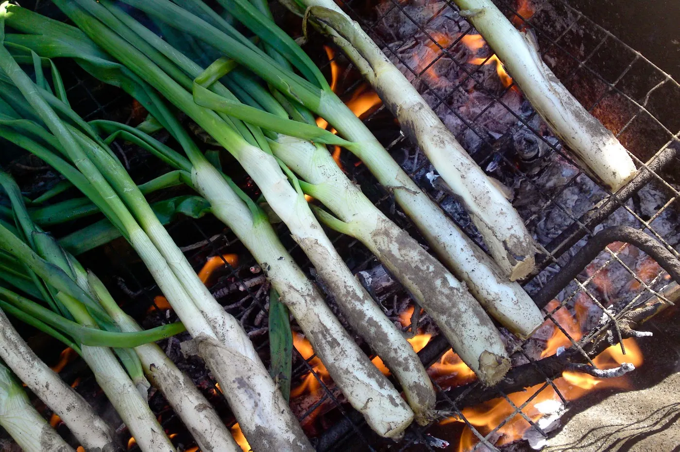 El XIP ja prepara 6000 calçots per la Calçotada Popular