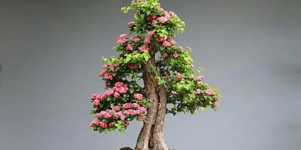 L’art del bonsai, aquest octubre a la Nou de Gaià