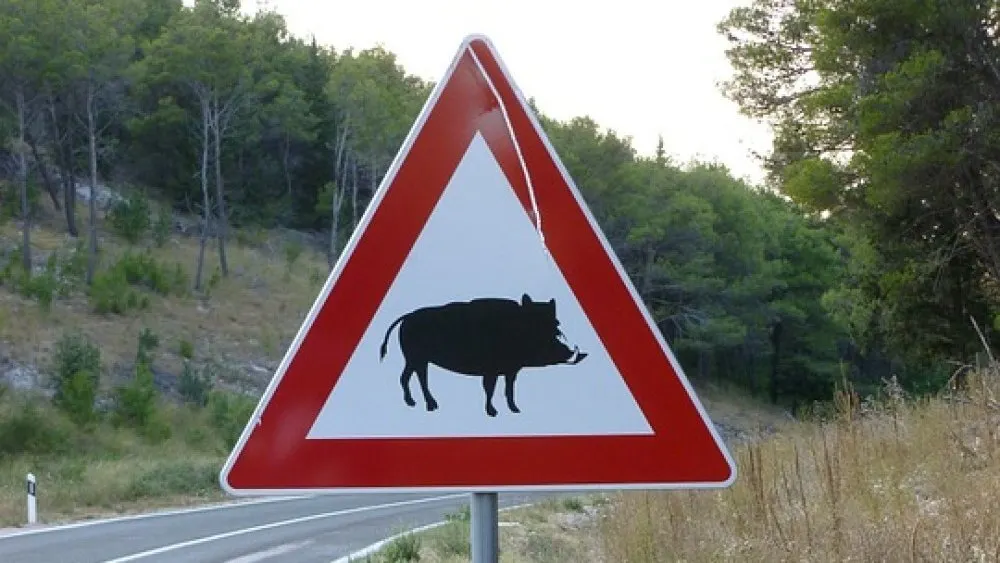 La policia de Cambrils alerta de la presència de porcs senglars per la zona de La Parellada