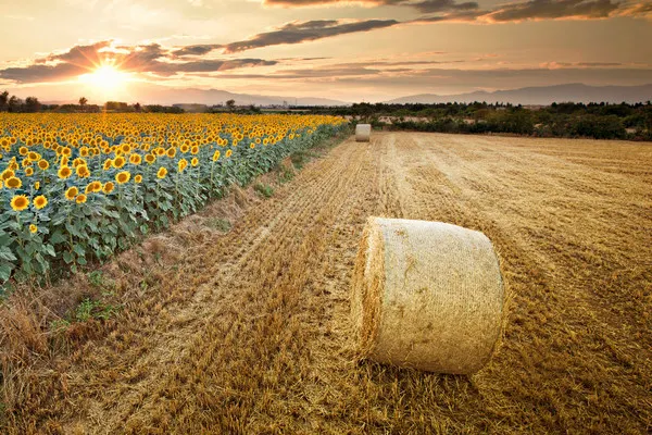 La llotja de Reus alerta del possible desproveïment de cereals a causa de la guerra a Ucraïna