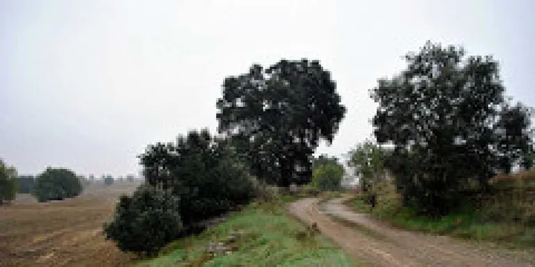 Agramunt vol fer un pla de camins del municipi