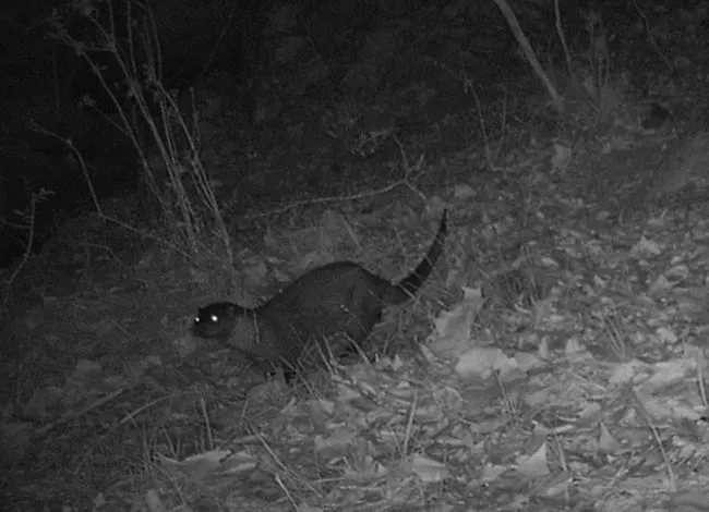 Es detecta per primer cop la presència de llúdriga al Parc del Montnegre i el Corredor
