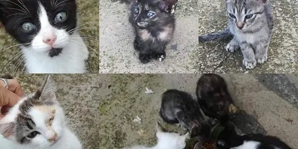 Hopeland recollirà fons a la Fira de Nadal per al control de les colònies felines del municipi