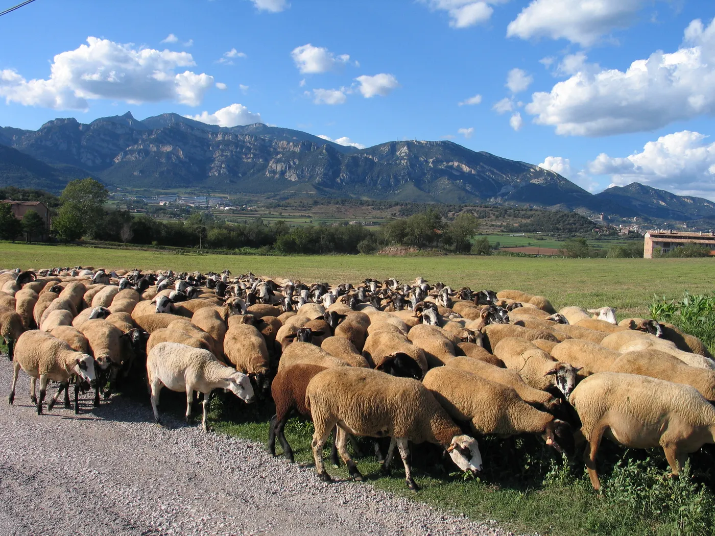 Els camins ramaders i la transhumància protagonitzen una conferència a l’Ateneu de Sant Just