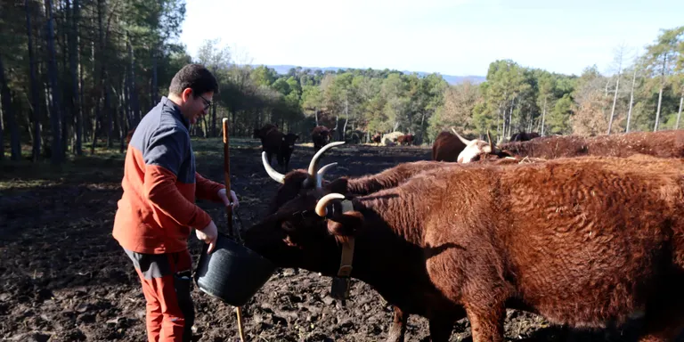 L'explotació de Navès afectada per un positiu de tuberculosi bovina porta el cas a la via penal per evitar matar les 30 vaques del ramat