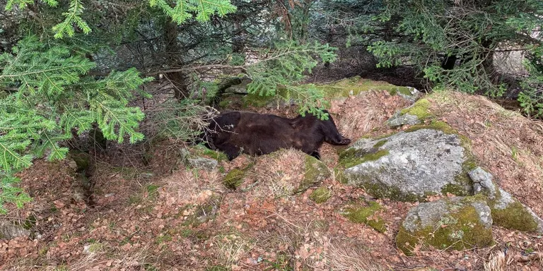 Ipcena reclama transparència pel que fa a la mort de dos óssos al Pirineu