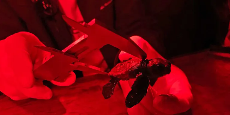 Cada cop es detecten més nius de tortugues marines al Maresme i han nascut 57 tortugues al niu d'Arenys de Mar