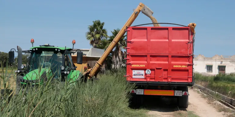 La Federació de Cooperatives quantifica en unes 140.000 tones la collita d'arròs d'enguany
