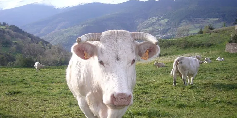 Unió de Pagesos qüestiona l'accés als ajuts a la ramaderia ecològica