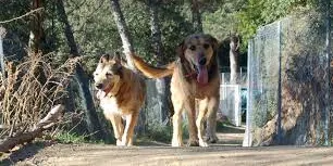“Fem salut” Amics /es dels animals