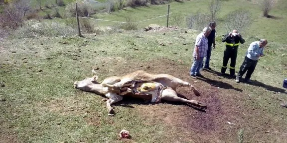 UP convoca els ramaders del Pirineu per exigir que s'aturi la reintroducció de l'ós i el voltor