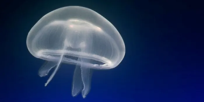 La Biblioplatja acull una xerrada sobre les meduses