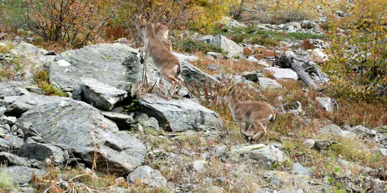 Reintrodueixen quatre exemplars de cabra pirinenca a la Val d'Aran