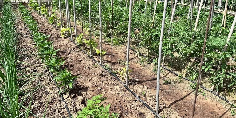 Taller a Cal Dània sobre com fer un hort ecològic