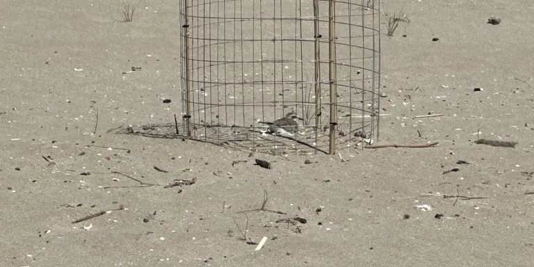 Comença la temporada de nidificació del corriol camanegre a les platges de Torredembarra
