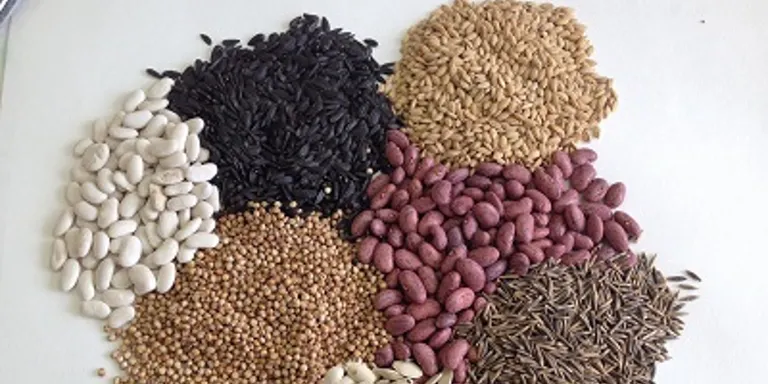 Agricultura alerta d'enviaments de sobres amb llavors de països tercers i demana no plantar-les