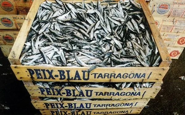 El ‘Pla de competitivitat del peix blau a Catalunya’ fa un pas endavant