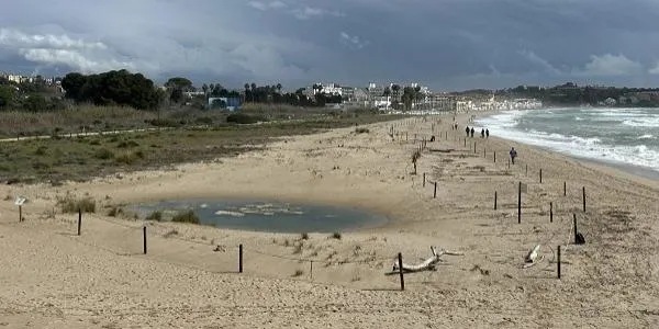 L’Associació Mediambiental La Sínia condiciona la platja del Vinyet per afavorir l’aparellament del corriol camanegre