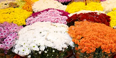 Les flors són les protagonistes aquests dies per la Diada de Tot Sants
