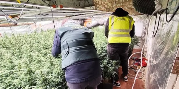 Desmantellen una plantació de marihuana a Vespella de Gaià en una operació contra el crim organitzat