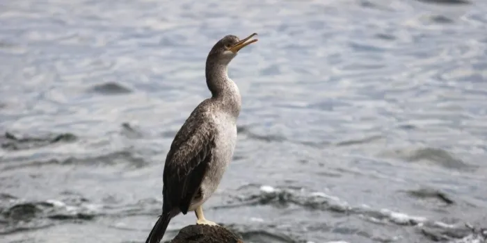 La concentració de corbs marins emplomallats creix a l'Alt Maresme
