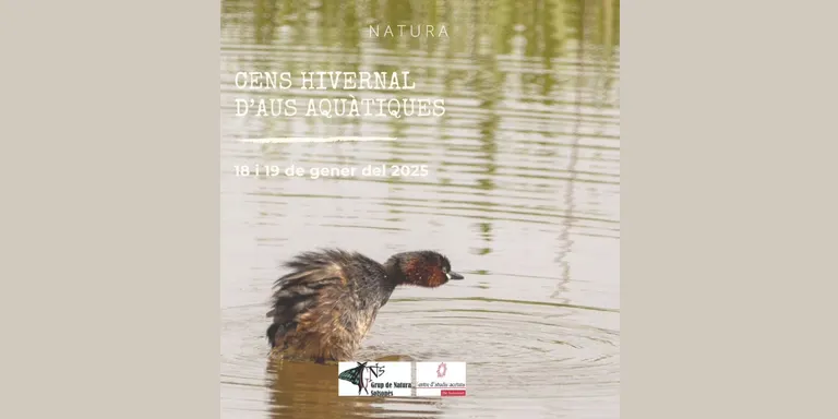 El Grup de Natura i els Agents Rurals organitzen un cens hivernal d'ocells aquàtics