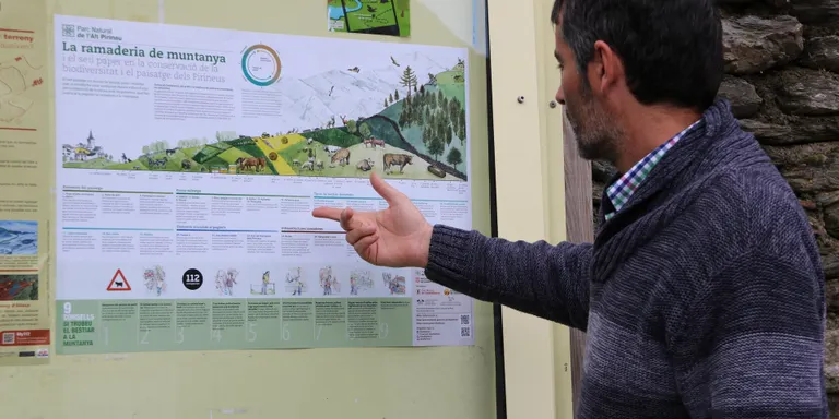 El Parc Natural de l'Alt Pirineu edita un cartell amb consells sobre com actuar si es troba bestiar a la muntanya