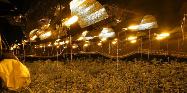 Els Mossos i la Policia Local de Cambrils desmantellen una plantació de marihuana al municipi