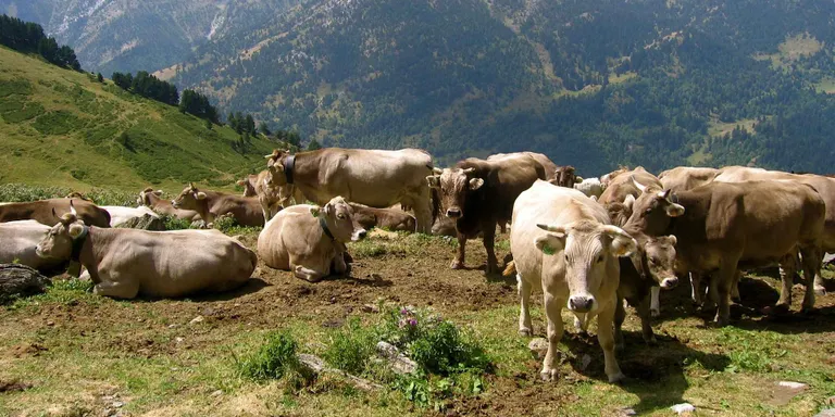 ASAJA se suma a les peticions per ajornar la creació de l'Agència de la Natura de Catalunya