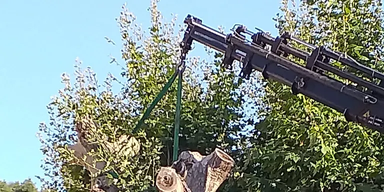Retiren un arbre pràcticament mort de la plaça de l'església