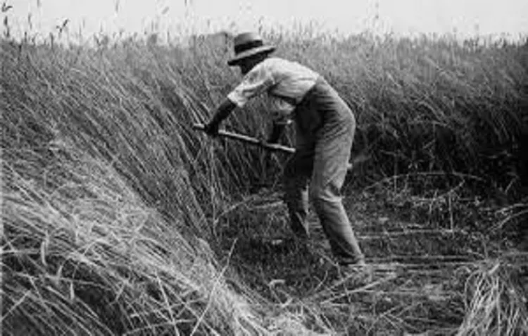 La transformación de los oficios vinculados al campo y la agricultura utrerana