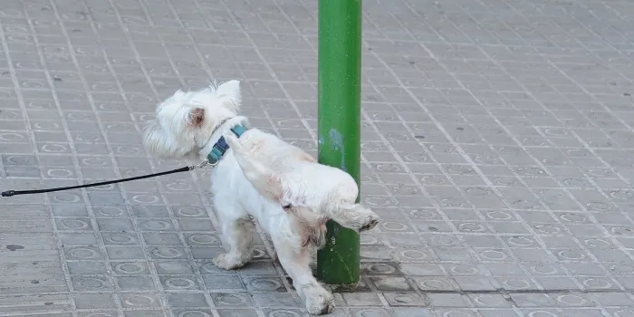 La regidoria de Salut Pública inicia una campanya per donar a conèixer la modificació de l’Ordenança de Tinença d’Animals