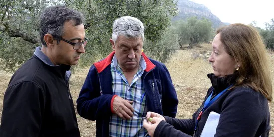 L'IRTA recull una desena de varietats locals d'olivera al Jussà amb l'objectiu de conservar-les