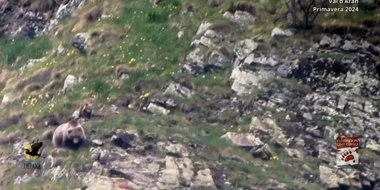 Oso Pardo i Depana detecten dues famílies d'ossos amb cadells a la Val d'Aran