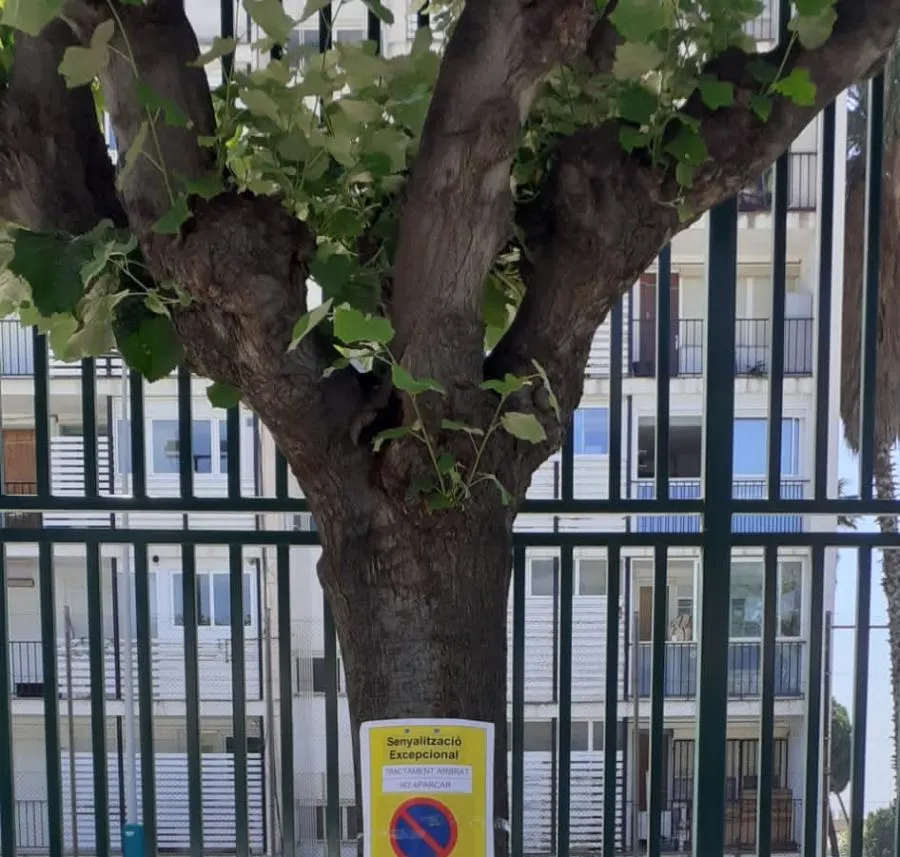 Nou tractament fitosanitari de l’arbrat la nit del 3 al 4 de juny