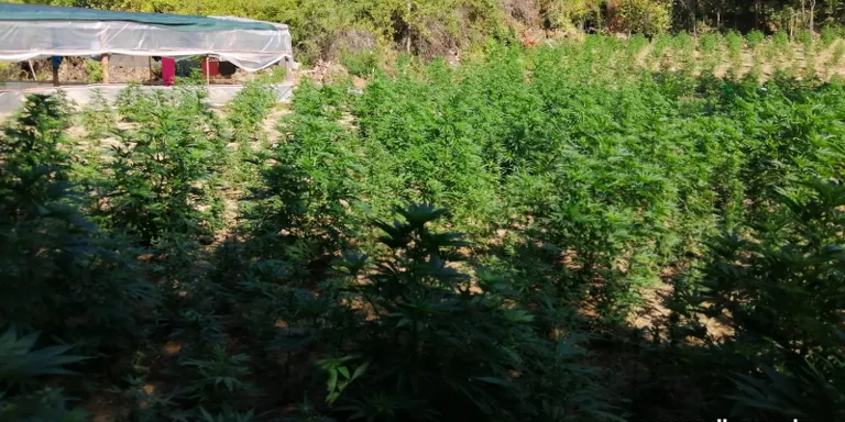 Vuit detinguts per dues plantacions de més de 18.000 plantes de marihuana a Guixers