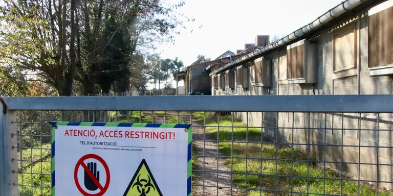 El sector porcí d'Osona i el Lluçanès reclama "reestructurar" les exportacions a països tercers per evitar els bloquejos