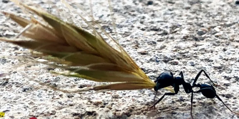 Els veïns d'Hortsavinyà ja preparen la Festa Major de Sant Llop