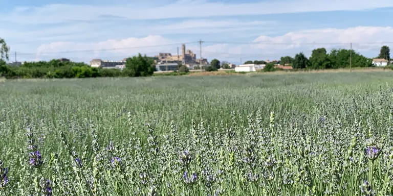 Celebren la 5a Edició de la Floració de la lavanda a Aromes de Can Rosselló