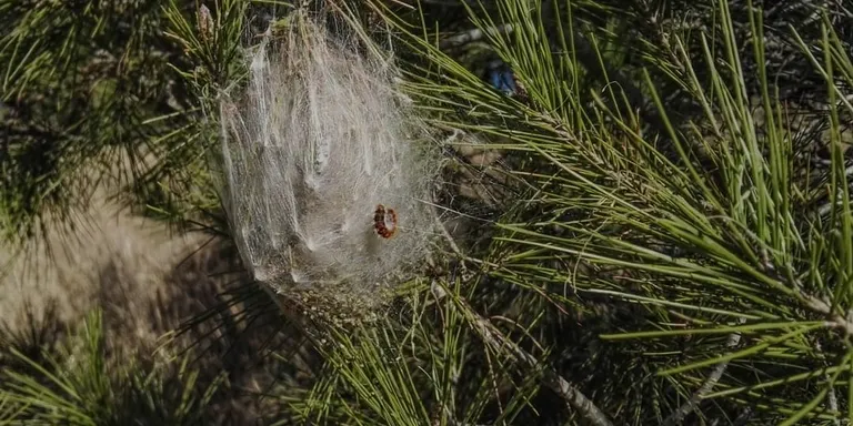 Intervenció del servei de Parcs i Jardins per frenar la processionària del pi
