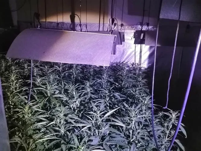 Els mossos troben més de 700 plantes de marihuana en una casa ocupada de Can Valls