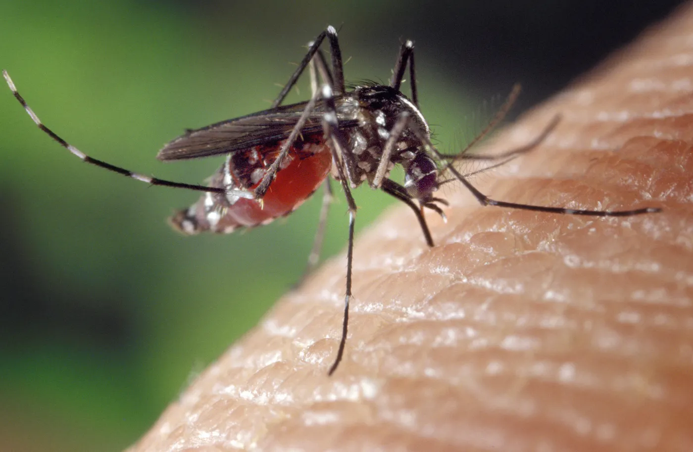 La coincidència de pluges, inundacions i altes temperatures afavoreixen la proliferació de mosquits al delta de l'Ebre