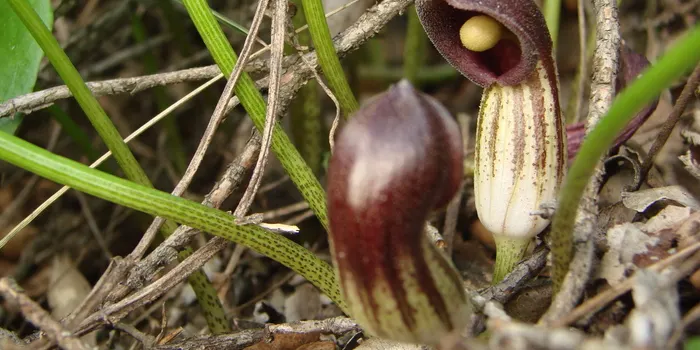 El 'frare cugot', la curiosa planta que creix a Pineda, a la guia de 'Singularitats naturals del Maresme'