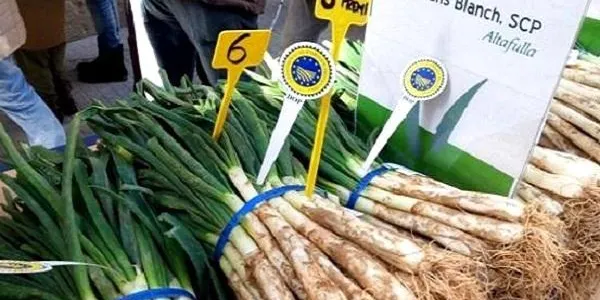 Afectació mínima de les fortes pluges en el cultiu del calçot a Altafulla