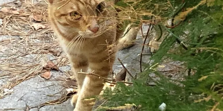 L'associació Gatpí de Pineda controla i vetlla per les colònies de gats