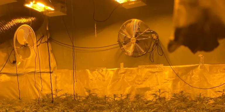 Incautades 1.600 plantes de marihuana a un domicili de l'Aiguaviva