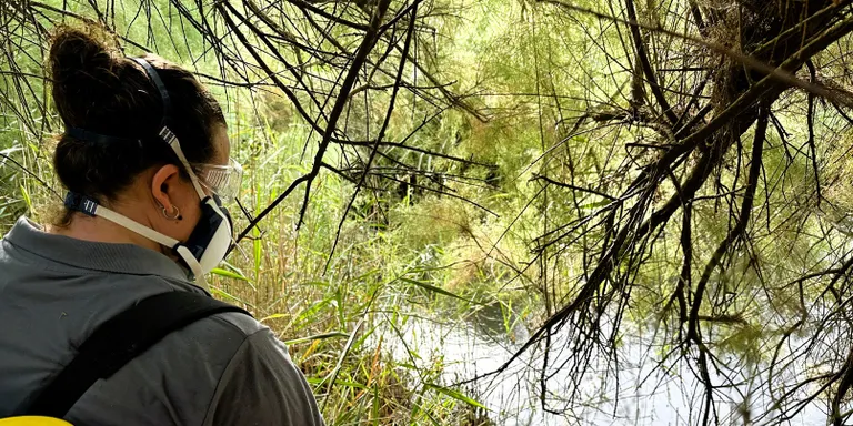 Actuacions extraordinàries de control de la població de mosquits